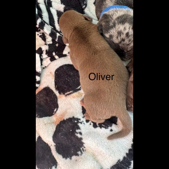 Staffordshire Bull Terrier - Both