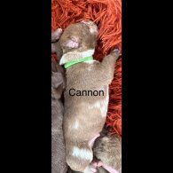Staffordshire Bull Terrier - Both