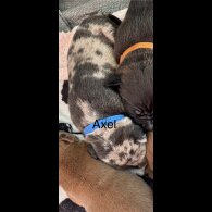 Staffordshire Bull Terrier - Both