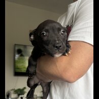 Mixed Breed - Both