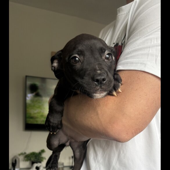 Mixed Breed - Both