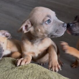 Mixed Breed - Both