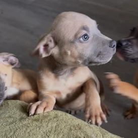 Mixed Breed - Both