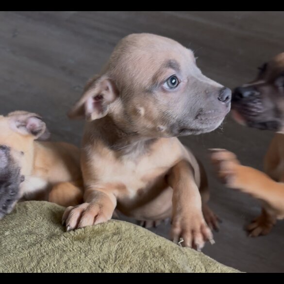 Mixed Breed - Both