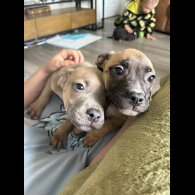 Mixed Breed - Both