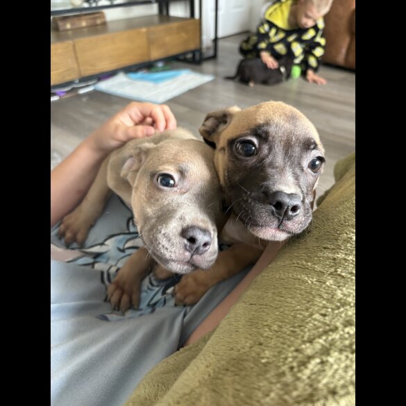 Mixed Breed - Both