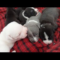 Staffordshire Bull Terrier - Both