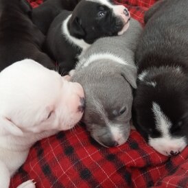 Staffordshire Bull Terrier - Both