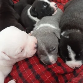 Staffordshire Bull Terrier - Both