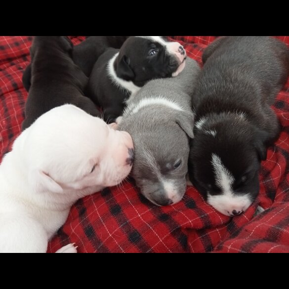 Staffordshire Bull Terrier - Both