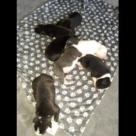 Staffordshire Bull Terrier - Both