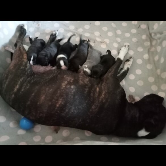 Staffordshire Bull Terrier - Both