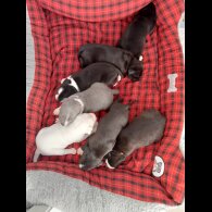 Staffordshire Bull Terrier - Both