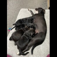 Staffordshire Bull Terrier - Bitches