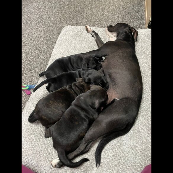 Staffordshire Bull Terrier - Bitches