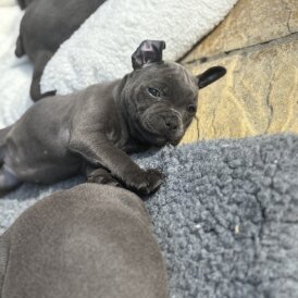 Staffordshire Bull Terrier - Both