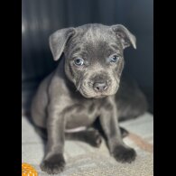 Staffordshire Bull Terrier - Dogs