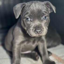 Staffordshire Bull Terrier - Dogs