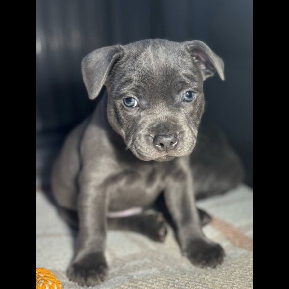 Staffordshire Bull Terrier - Dogs