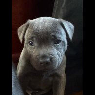 Staffordshire Bull Terrier - Dogs
