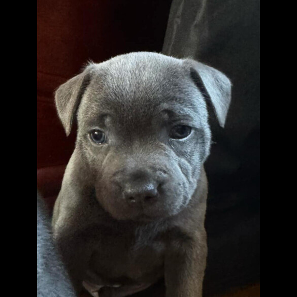 Staffordshire Bull Terrier - Dogs