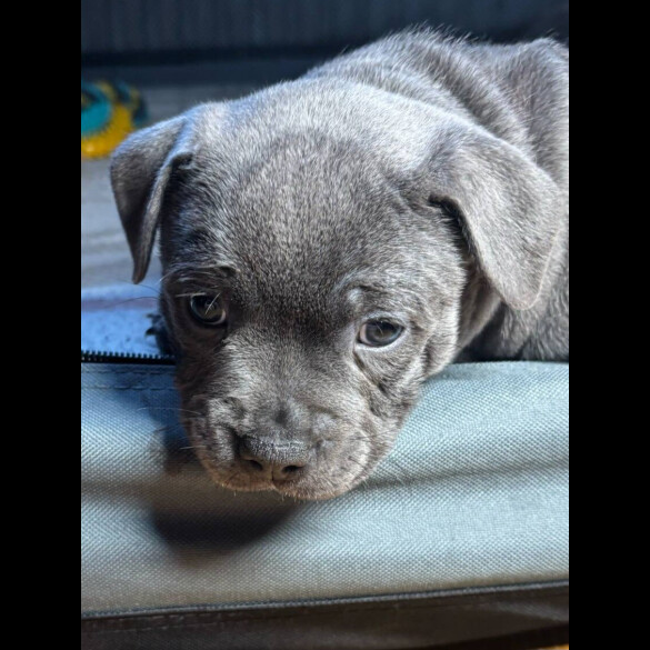 Staffordshire Bull Terrier - Dogs