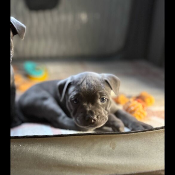 Staffordshire Bull Terrier - Dogs