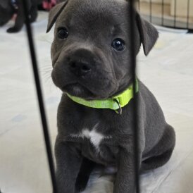 Staffordshire Bull Terrier - Both