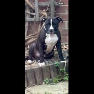 Staffordshire Bull Terrier - Both