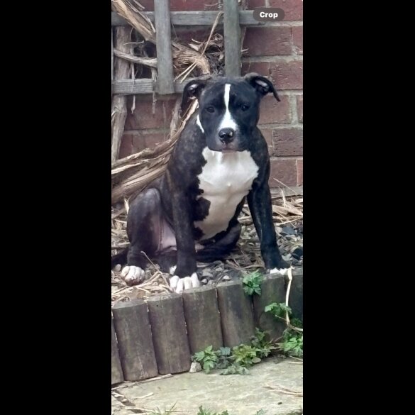 Staffordshire Bull Terrier - Both