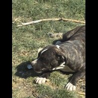 Staffordshire Bull Terrier - Both