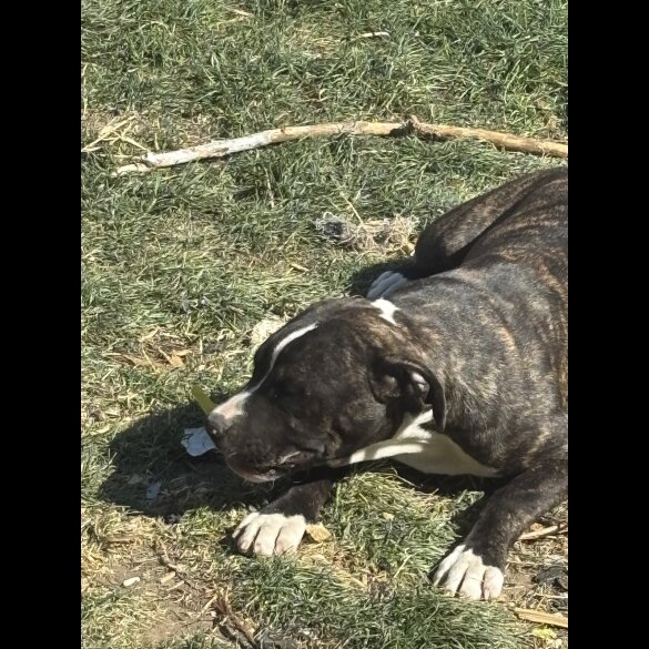 Staffordshire Bull Terrier - Both