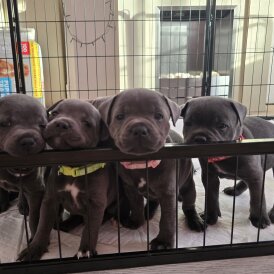 Staffordshire Bull Terrier - Both