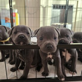 Staffordshire Bull Terrier - Both