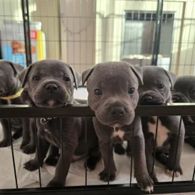 Staffordshire Bull Terrier - Both