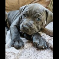 Staffordshire Bull Terrier - Both