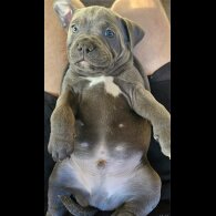 Staffordshire Bull Terrier - Both