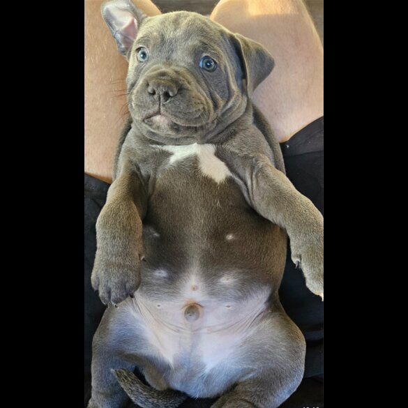 Staffordshire Bull Terrier - Both