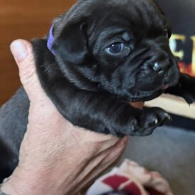 Staffordshire Bull Terrier - Both