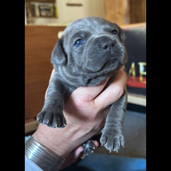 Staffordshire Bull Terrier - Both