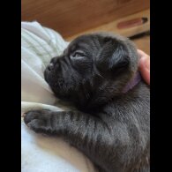 Staffordshire Bull Terrier - Both