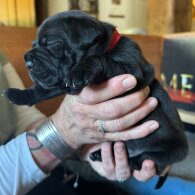 Staffordshire Bull Terrier - Both