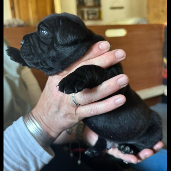 Staffordshire Bull Terrier - Both