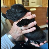 Staffordshire Bull Terrier - Both