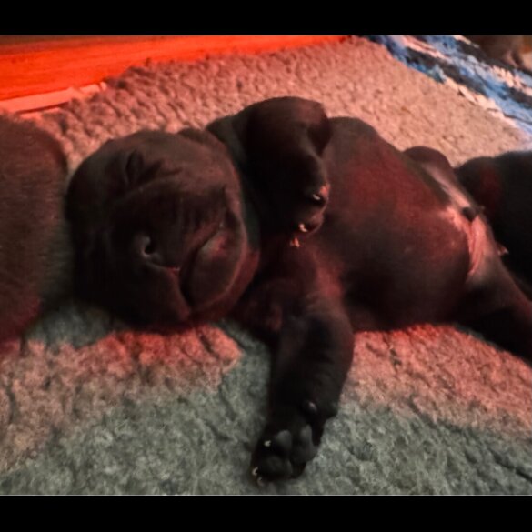 Staffordshire Bull Terrier - Both