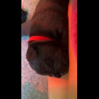 Staffordshire Bull Terrier - Both