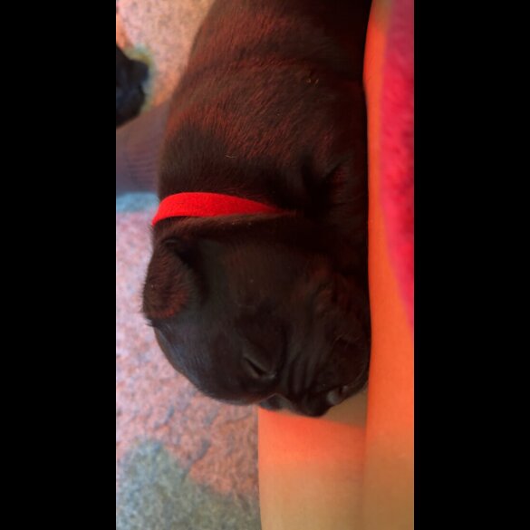Staffordshire Bull Terrier - Both