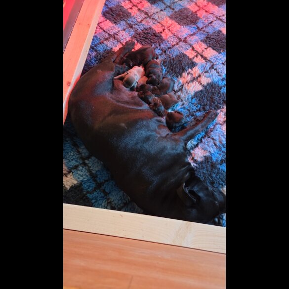 Staffordshire Bull Terrier - Both