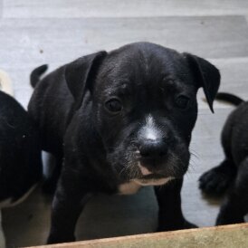 Staffordshire Bull Terrier - Dogs
