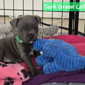 Staffordshire Bull Terrier - Both